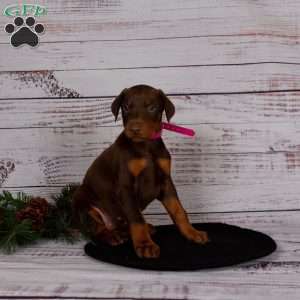 Jade, Doberman Pinscher Puppy